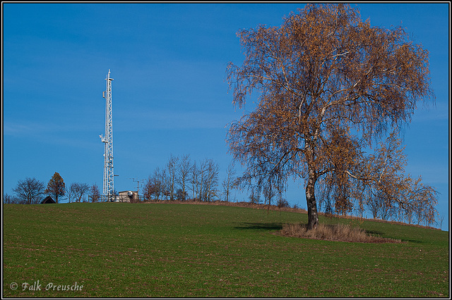 Herbstbirke auf dem Heideberg