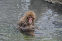 Japan, Jigokudani Yaen-Kōen Snow Monkey Park, Japanese Macaque Takes a Hot Spring Bath