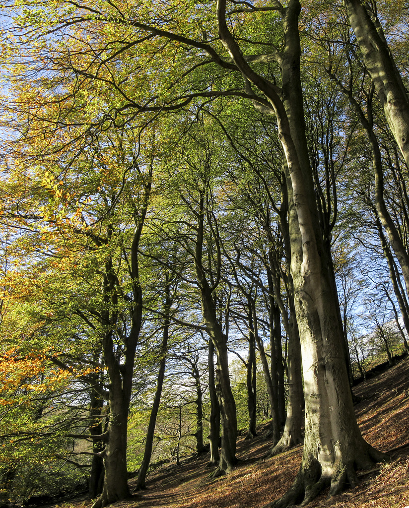 Limb Valley Autumn beeches panorama