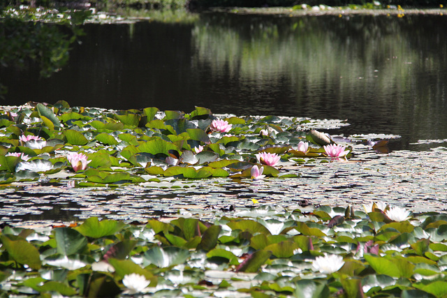 Lilly Pond