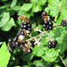 Bee and Fly Enjoy Blackberries
