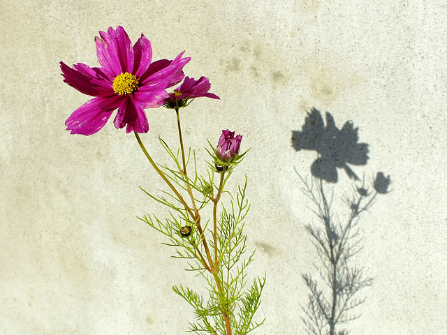 Autumnal wallflower