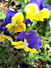 Bi-coloured Pansies.