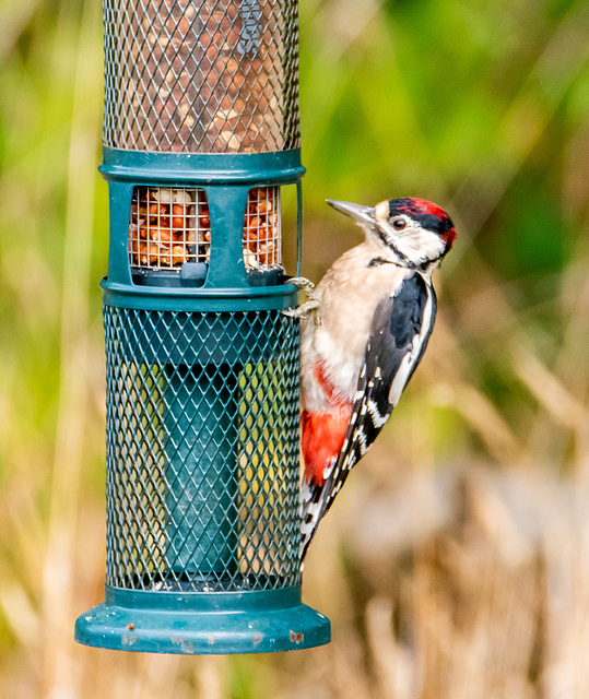 Great spotted woodpecker