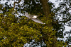 Little egret