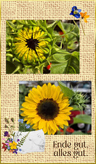 a sunflower say "Hello" 。◕‿◕。 a sunflower say "Hello" 。◕‿◕。