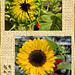 a sunflower say "Hello"  ｡◕‿◕｡