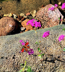Schmetterling  am Teich