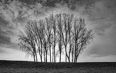 Bosje bomen Bosje bomen