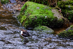 Dipper
