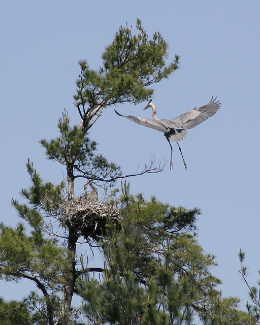 grand héron/great blue heron