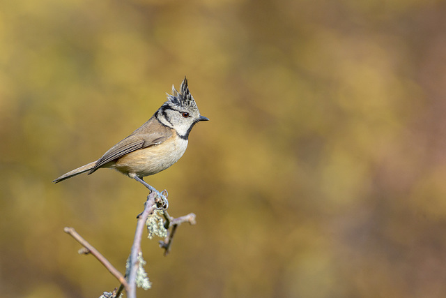 Mésange huppée