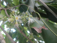 DSC01360 - jambolão Syzygium cumini, Myrtaceae