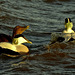 Two Males and Female Eider