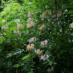 Lonicera - chévrefeuille des bois (1) Lonicera - chévrefeuille des bois (1)