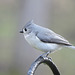 Tufted Titmouse