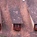 Blumendach ++ Flower roof