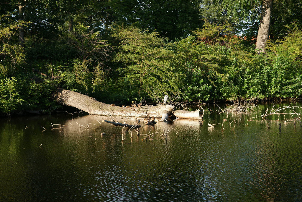 Heron At Kastellet