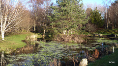 Winter morning sunshine by the pond