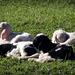 Little lambs dozing in the midday sun.