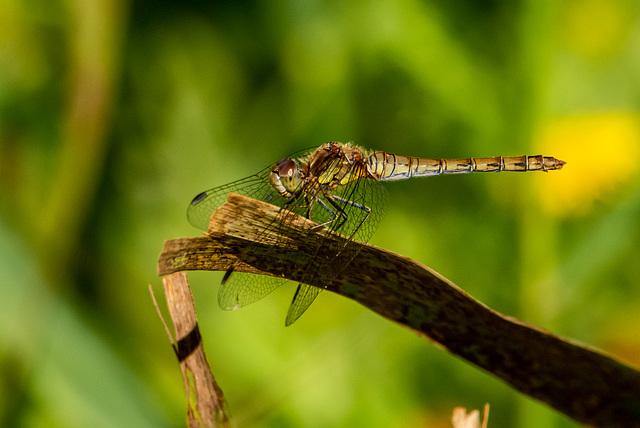 Common darter