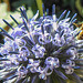 20220718 1501CPw [D~LIP] Kugeldistel, Honigbiene, Bad Salzuflen