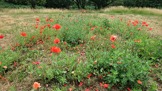 Mohn