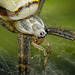 Die  Wespenspinne (Argiope bruennichi) hab ich mir genau angeschaut :))  I took a close look at the wasp spider (Argiope bruennichi) :))  J'ai regardé de près l'araignée guêpe (Argiope bruennichi) :))