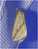IMG 7817 Moth
