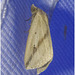 IMG 7817 Moth