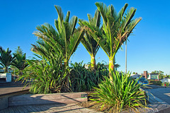 Auckland benches