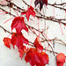 Red leaves Red leaves