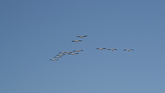 Tule Lake National Wildlife Refuge pelicans (0978)