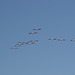 Tule Lake National Wildlife Refuge pelicans (0978)