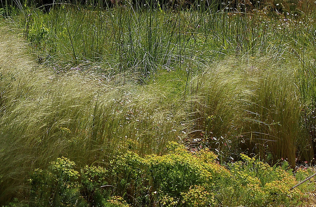 Stipa tenuifolia (1)