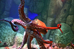 North Pacific Giant Octopus – Monterey Bay Aquarium, Monterey, California