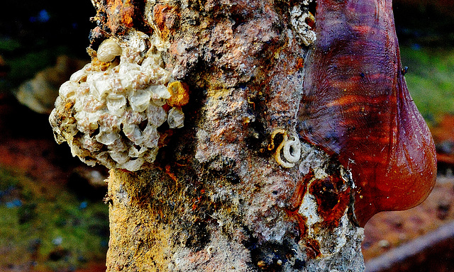 Detail on the Anchor. Sea Anemone and......?