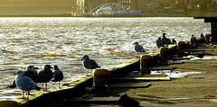 Gulls and Moorings