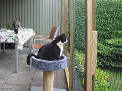 Snow White & Milly in their new cat yard