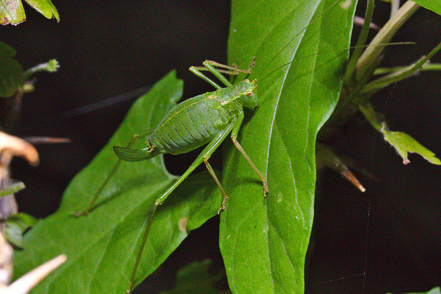 IMG 8880cricket