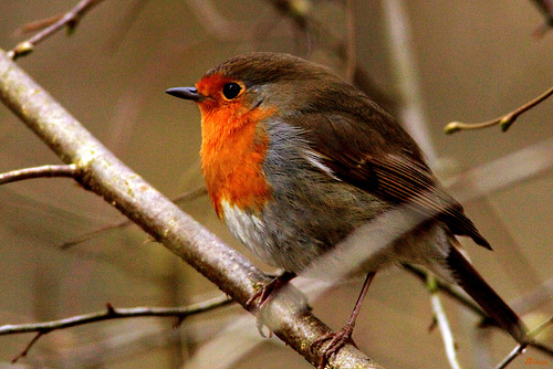 Rouge Gorge