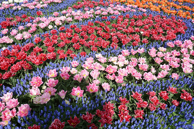 Flowers In Keukenhof