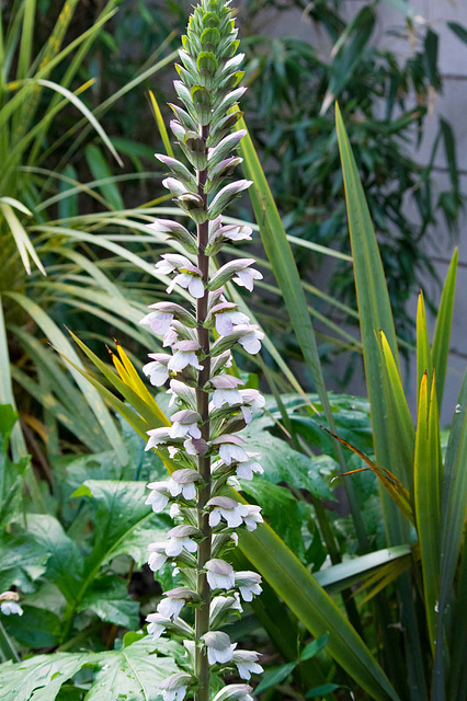 Chester Zoo gardens (4)