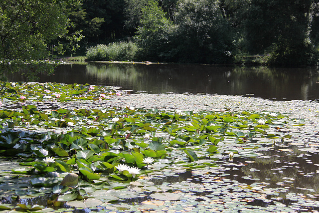 Lilly Pond