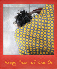 radish the dragon greeting the year of the Ox