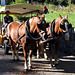 Horse-drawn carriage with two dozing carriage horses.