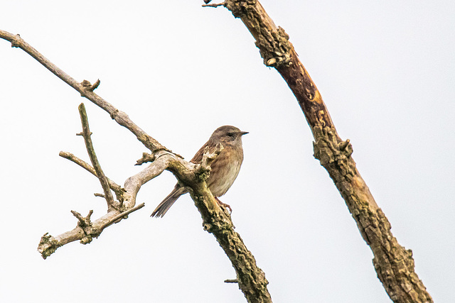 Linnet