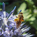 20220718 1502CPw [D~LIP] Kugeldistel, Honigbiene, Bad Salzuflen