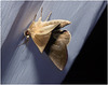 IMG 7823 Moth