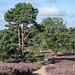 Fischbeker Heide
